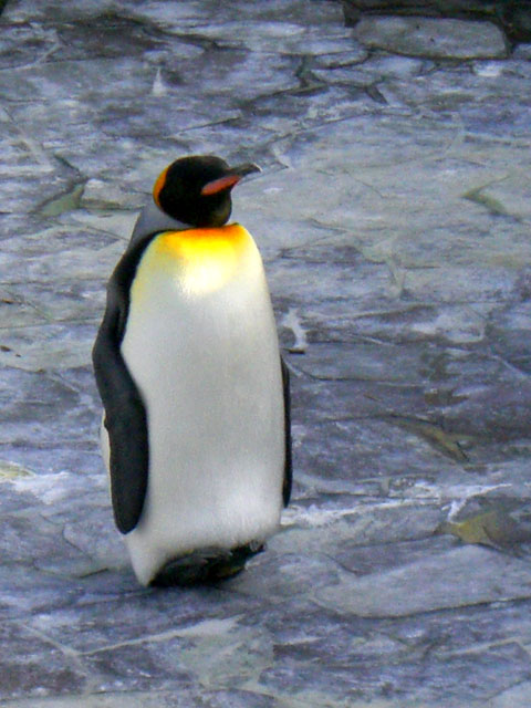キングペンギン 解像度の高めなペンギンの画像 無料 商用利用可能 Naver まとめ