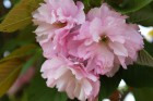 八重桜 (1)