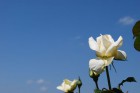 青空と白いバラ (1)
