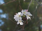 十月桜 (1)